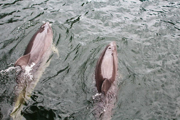 Delfines en Milford Sound Nueva Zelanda