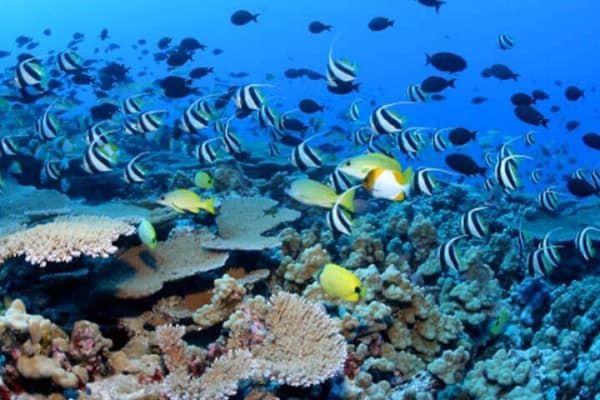 Especies de la Gran Barrera de Coral