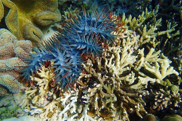La estrella de mar Corona de Espinas destruye los corales