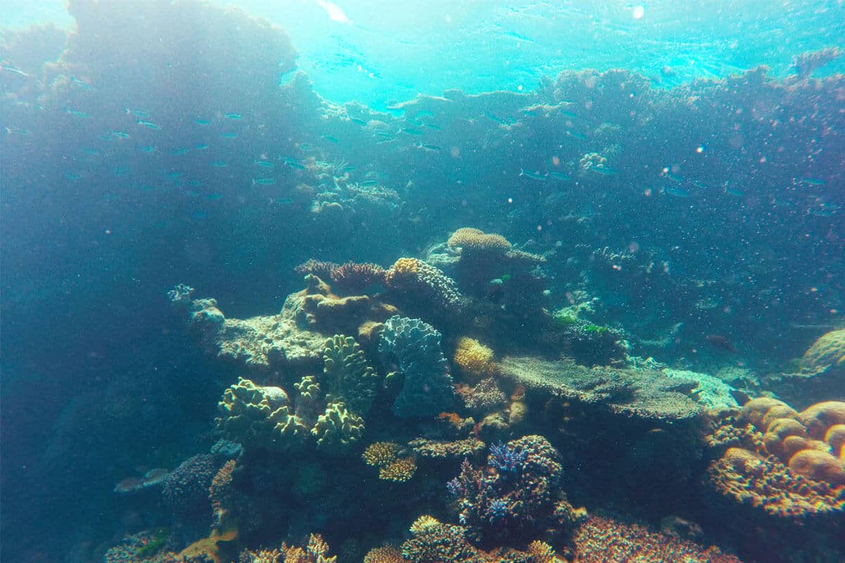 Buceando en Australia, ¿Merece la pena bucear la Gran Barrera de Coral?