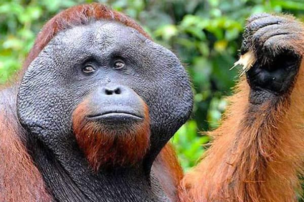 Orangutan de Borneo