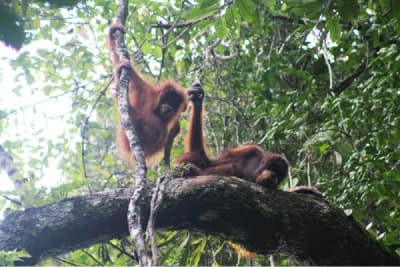 Dónde ver Orangutanes en Libertad en Indonesia y nuestra experiencia en Ketambe